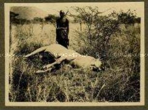 Afrikaner vor einer erlegten Riesen-Elenantilope