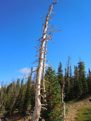 Abgestorbener Baum im Cedar Breaks Naturschutzgebiet