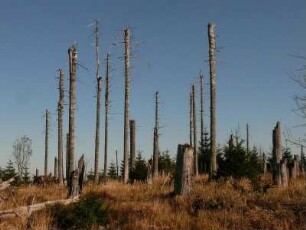 abgestorbene Nadelbäume im Nationalpark Hochharz am Brocken