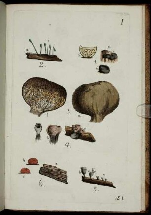 Abb. I. [bis] Abb. XII.