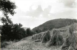 Obereichsfeld. Friedatal bei Lengenfeld unterm Stein (Kreis Mühlhausen). An der Hagemühle