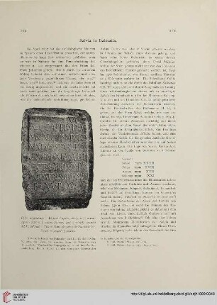 2.1899: Salvia in Dalmatia