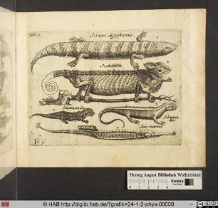 Die vier Thierlein in dieser Tabula sollen die vier Elementa bedeuten [Skink, Chamäleon, Salamander und Seenadel]