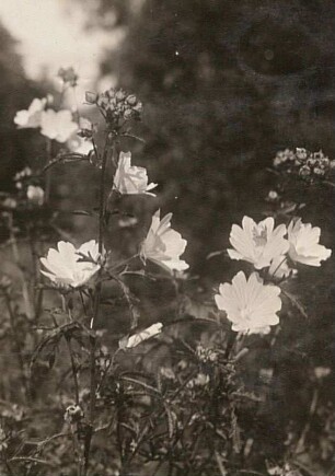 Rosen-Malve (Malva alcea), auch Rosenmalve, Spitzblättrige Malve, Sigmarskraut oder Siegmarswurz genannt