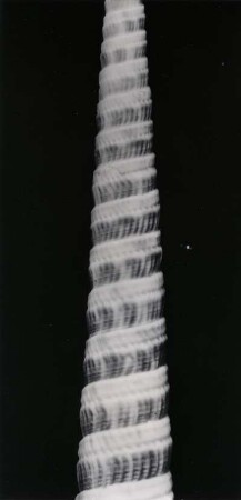 Terebra pretiosa, Japan