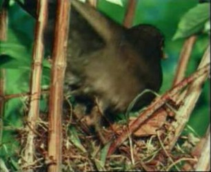 Turdus merula (Turdidae) - Nestbau