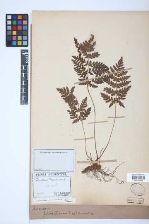 Anemia fulva (Cav.) Sw.