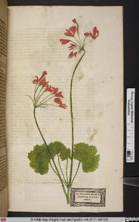Geranium africanum arborescens ibisci folio rotundo.