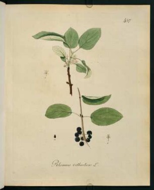 Rhamnus catharticus L.