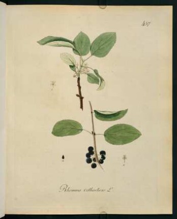 Rhamnus catharticus L.