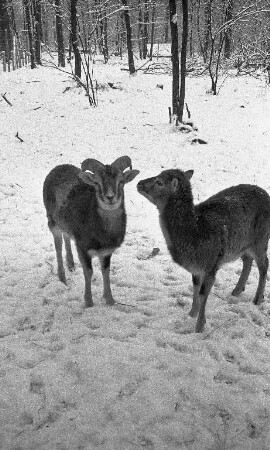Wildschafe im Tierpark Oberwald.