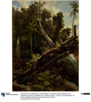 Waldlichtung, im Vordergrund Baumstämme und Felsblöcke. Aus den Cordilleren von La Vittoria. Kolonie Tovar