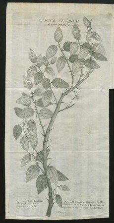 Spina Christi