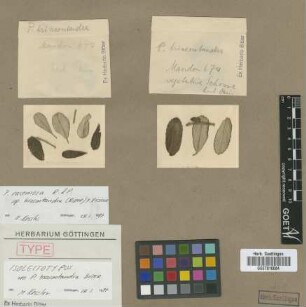 Polylepis triacontandra Bitter [isolectotype]