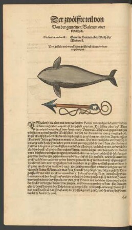 Von der gemeinen Balenen oder Wallfisch. Musculus ... Gemeine Balenen oder Wallfisch/ Mußwall.