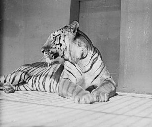 Königstiger (Felis tigris L.) : Breslau (Wroclaw/Polen). Zoologischer Garten. Königstiger (Felis tigris L.)