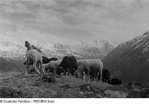 Schafherde und Schäfer im Ötztal