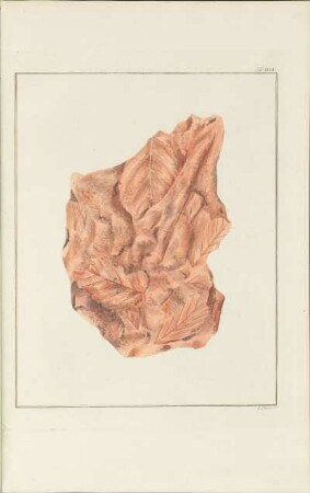 Tab. XXXIV.