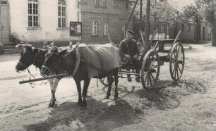 Ochsengespann in Sabrodt : Wolacy zapřah w Zabrodźe