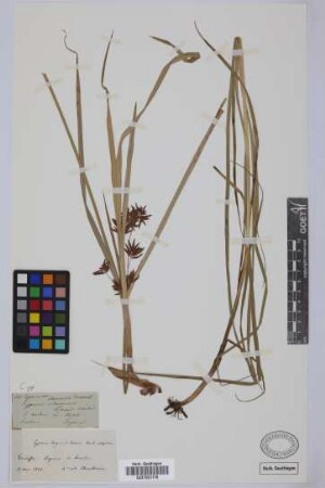 Cyperus longus baduis Desf.
