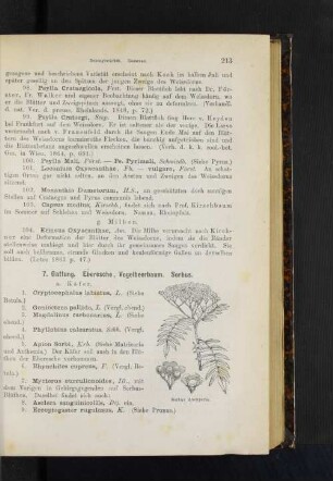 7. Gattung. Eberesche, Vogelbeerbaum. Sorbus.