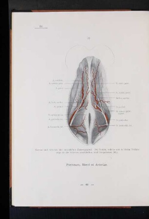 Perineum, Nervi et Arteriae.
