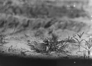 Flussregenpfeifer : Flussregenpfeifer (Charadrius dubius Scopoli) beim Brüten.