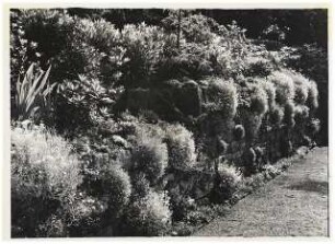 Garten Bergius, Heidelberg: Trockenmauer