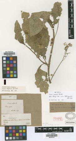 Solanum caesium Griseb. [syntype]