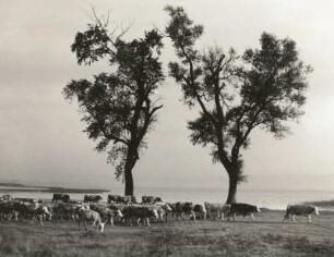 Pannonisches Becken - Balaton, Ungarn. Balaton (Plattensee), Südufer bei Fenekpuszta. Austrieb einer Rinderherde (genossenschaftlicher Viehbetrieb)