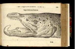Caput Salmonis foeminae