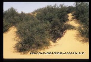 Arak Tree area