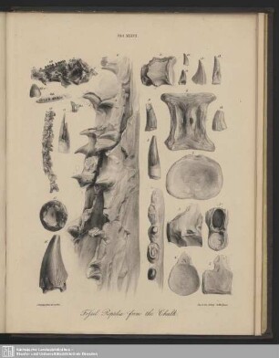 Tab. XXXVII. Fossil Reptilia from the Chalk