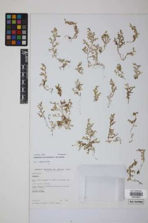 Selaginella novae-hollandiae (Sw.) Spring