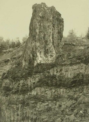 Hartau, Tongrube, Mammutbaum (Sequoioxylon gypsaceum), sog. Zittauer Sumpfzypresse