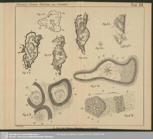 Taf. III. Sterzel: Grosser Psaronius von Chemnitz