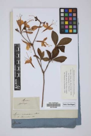 Azalea speciosa