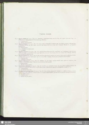 Tafel XXXIII