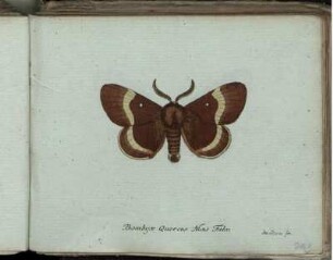 Bombyx Quercus Mas Fabr. [bis] Phalaena crataegata Fabr.
