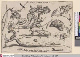Aeternum Florida Virtus [Insekten, Pflanzen und Früchte mit im Zentrum]