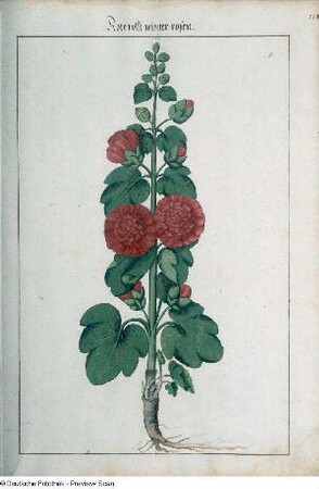 Rote volle winter rosen, Seite 173