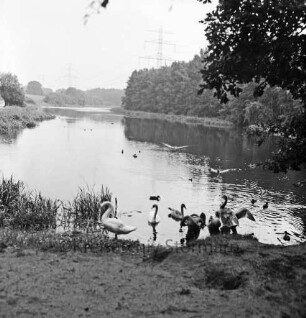 Hoisbüttel: Lottbek: Lottbeker Stausee: vorn Schwäne und Wassergeflügel im Wasser: links Schilf: am gegenüberliegenden Ufer Bäume: hinten Mitte Strommasten der Überlandleitung