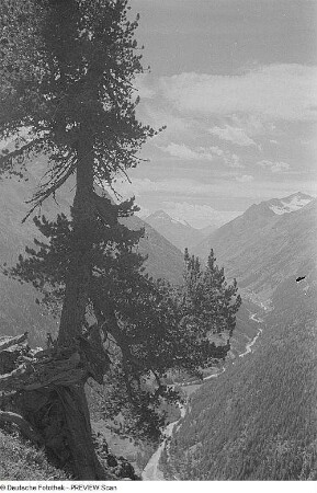 Arven im Ötztal (?)