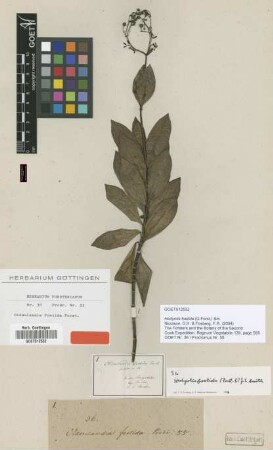 Oldenlandia foetida G.Forst. [type]