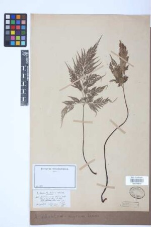 Asplenium adiantum-nigrum L.