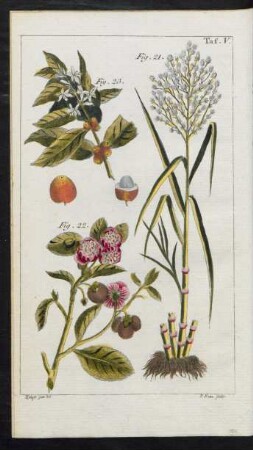 Taf. V. Fig. 21. - Fig. 23.