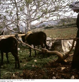 Israel: Samarisches Bergland