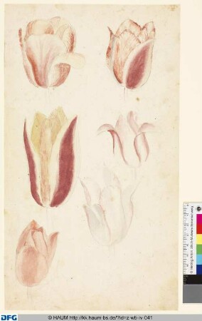 Studie von Tulpenblüten