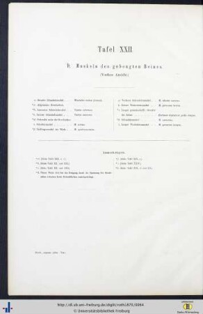 Tafel XXII. D. Muskeln des gebeugten Beines.