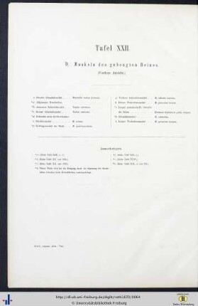 Tafel XXII. D. Muskeln des gebeugten Beines.